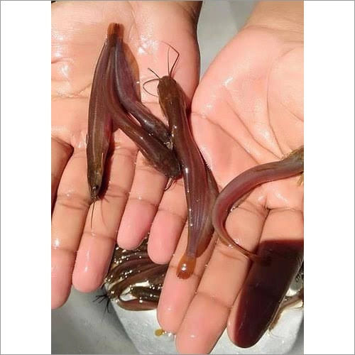 Singhi Fish Seed For Fish Farming