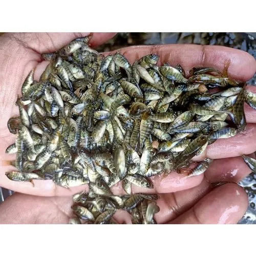 Tilapia Fish Seed For Fish Farming