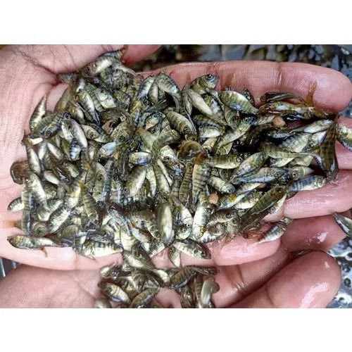 fish seeds