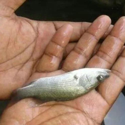 Vetki Fish Seed For Fish Farming By Baba Panchanan Fish Supplier