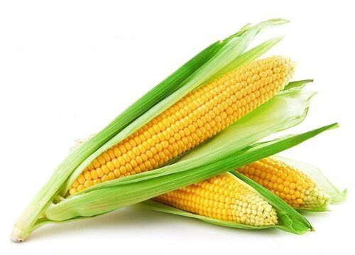 100% Pure And Organic Farm Fresh A Grade Yellow Maize