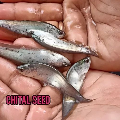 Desi Chital Fish Seed