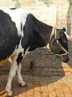 holstein friesian cow