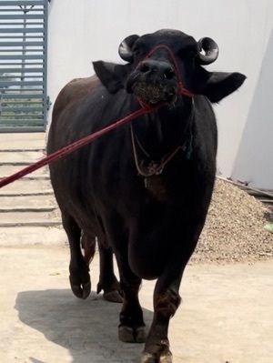 Black Murrah Buffalo By https://www.tradeindia.com/guru-kirpa-dairy-farm-53963988/