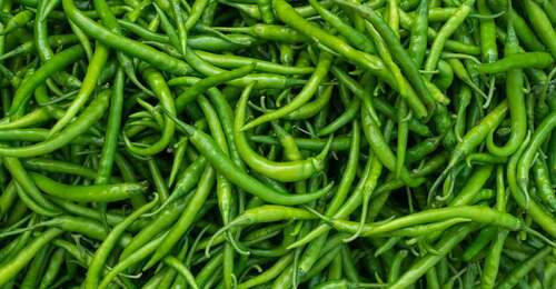 100 Percent Pure And Organic Farm Fresh A Grade Natural Green Chilli