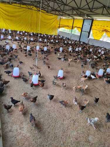 A Grade Disease Free Pure Healthy Medium Size Live Chicken For Egg Production  Engine Type: Air Cooled
