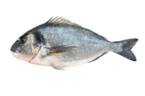 Washable Beautiful And Attractive Sea Bream Fish 