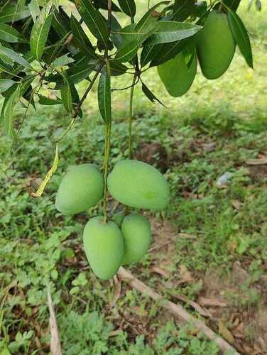 Partially Green N Yellow Indian Origin Fresh Banganapalli Mango