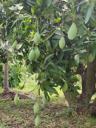 भारतीय मूल प्राकृतिक रूप से उगाया जाने वाला तोतापुरी आमा