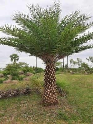 date palms trees