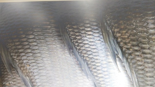 Fish Scale For Multiple Applications Use By SANY ENTERPRISE