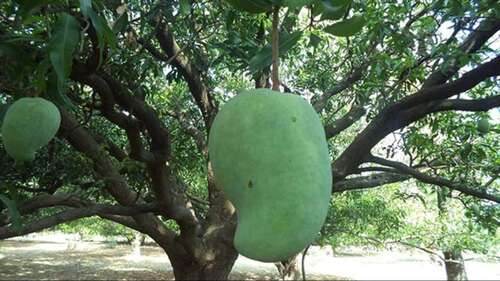 Watered Green Noorjahan Mango Plant General Medicines