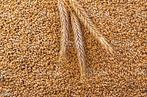 Organic Wheat Grade: A