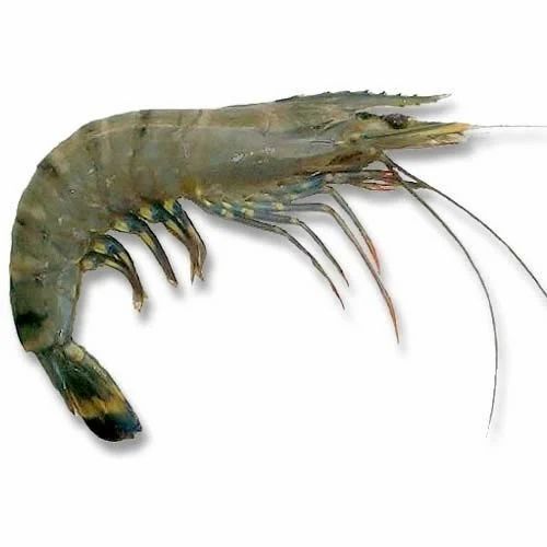 tiger prawns