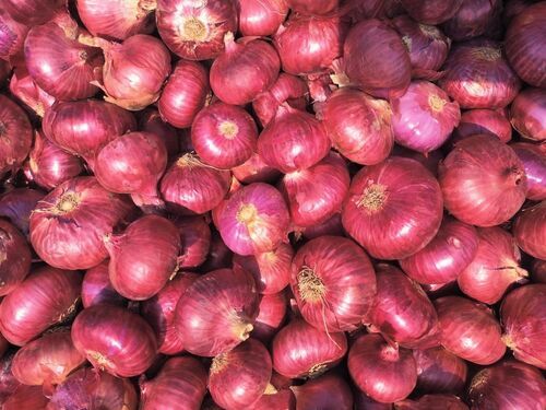 Natural And Healthy Pure Red Onion  Size: 6 Inches