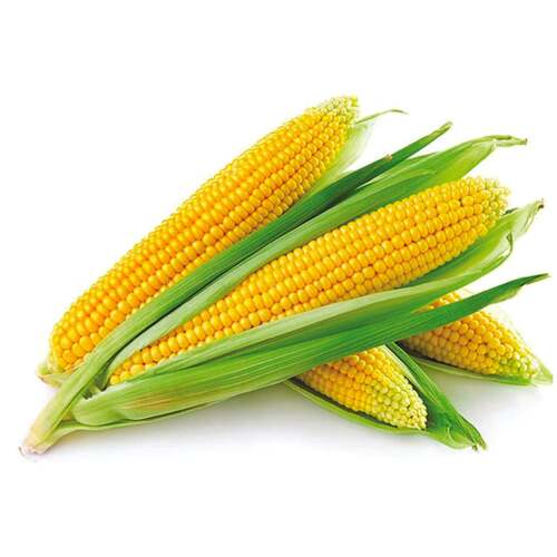 Yellow Maize