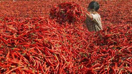 red chilli