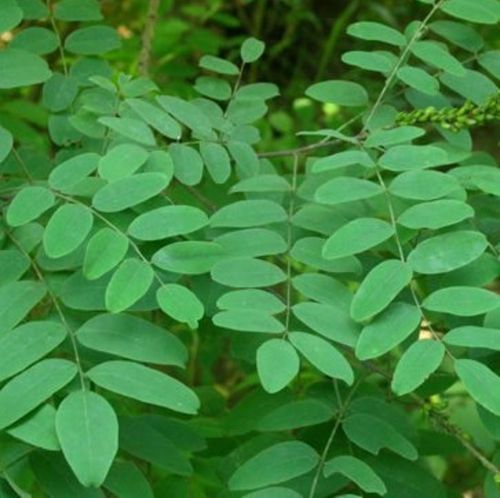 Washable Indigo Leaves