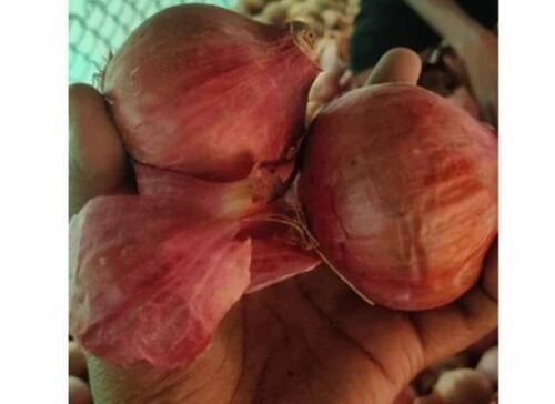 100% Natural And Organic Fresh Red Onion