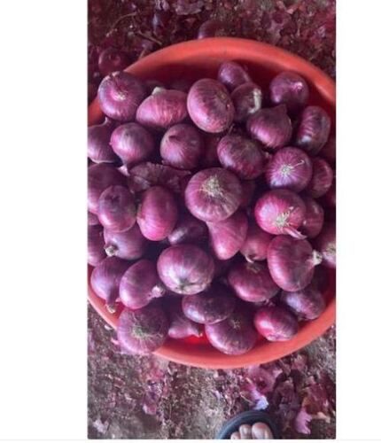 100% Natural And Organic Round Red Onion