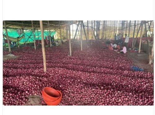 100% Natural Pure Organic Fresh Red Onion
