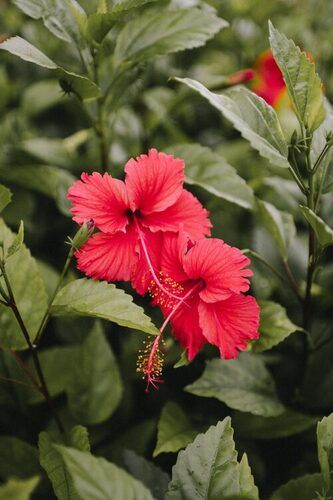 Hibiscus rose Plant