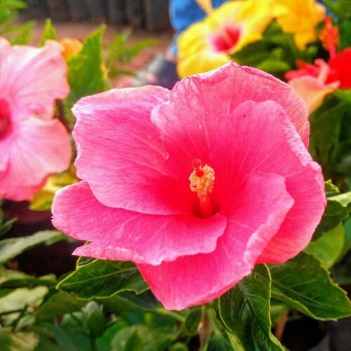 Silver Natural Hibiscus Flower Plant