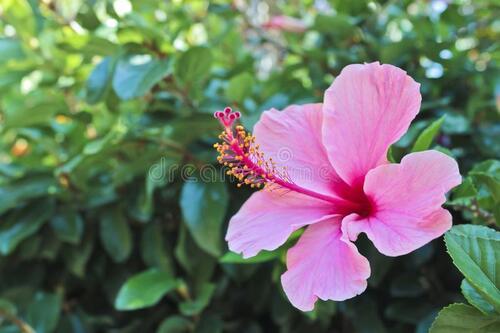 Pink gudhal hibiscus