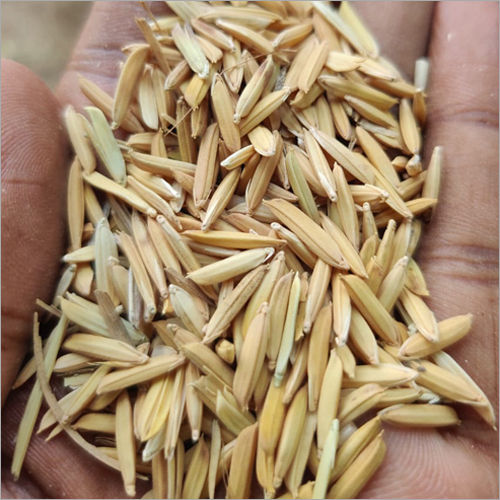 Natural Brown Rice Paddy Seed For Food Processing