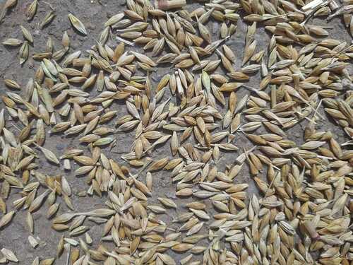 Organic Indian Raw Barley, High In Protein