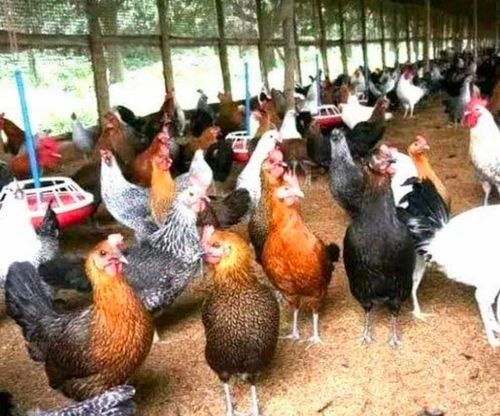 How To Increase Egg Production In Back Yard Poultry Dosage Form: Powder