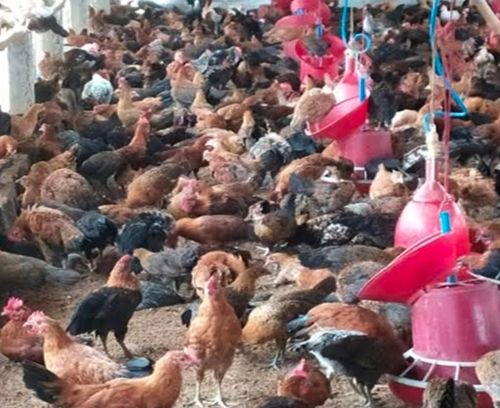 Multi Color Poultry Farming - Best Chicken Breeds For Eggs & Meat Poultry Farming
