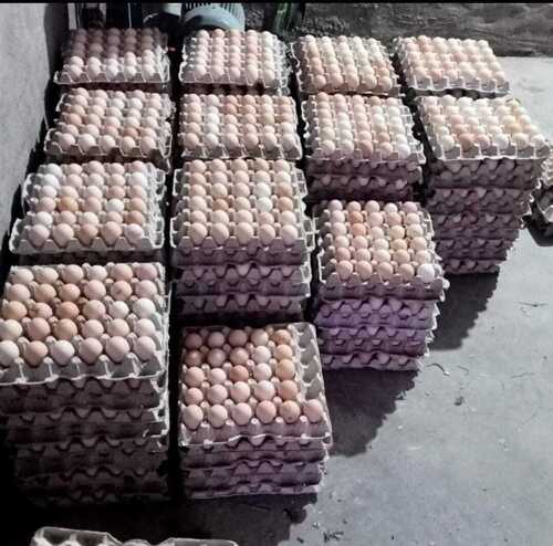 सोनाली मुर्गी सफेद और भूरे रंग के ऑर्गेनिक अंडे