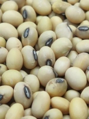 soyabean seed