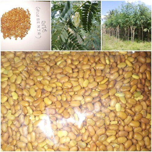  Sesbania Seed