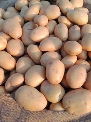 Good For Health Fresh Potatoes