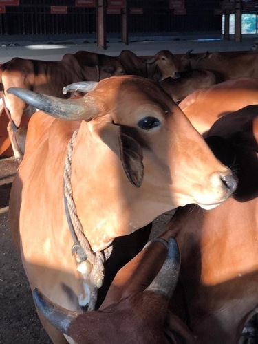 Gir Cow For Dairy Farming And Milk Use