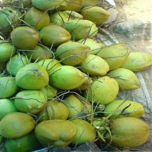 Natural And Pure Organic Fresh Green Coconut