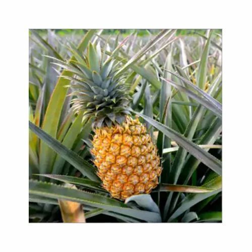 Natural And Pure Organic Fresh Pineapple