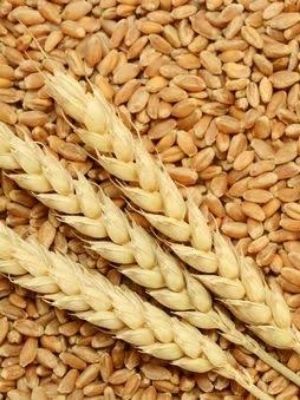Free From Impurities Easy To Digest Brown Organic Wheat