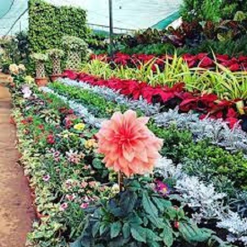 Eco-Friendly Nursery Plants