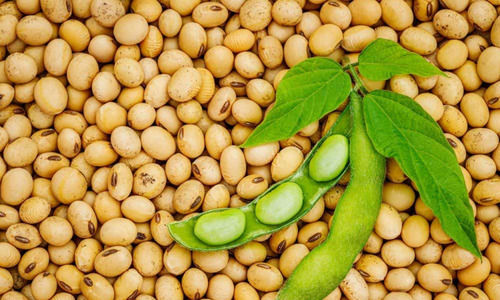 soybean seeds 