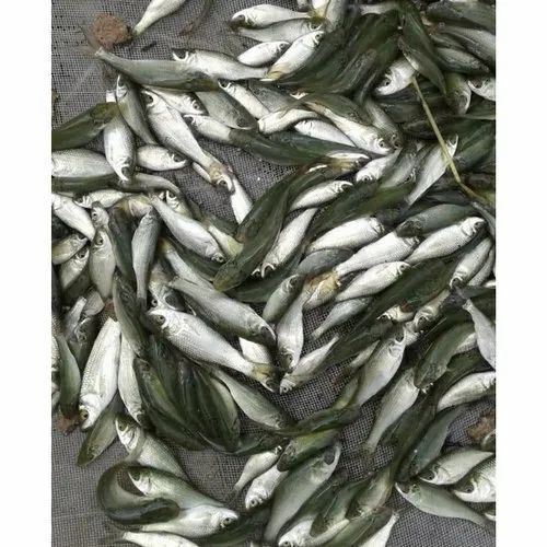 Rohu Fish Seeds For Fish Farming Use