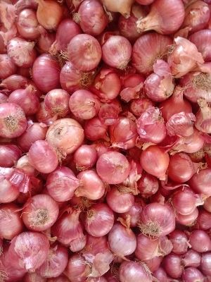 fresh red onion