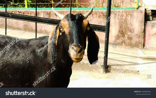 live goat