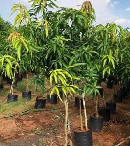 Well Drained Green Mango Plants