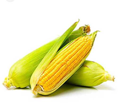 Fresh Non Glutinous Organic Maize