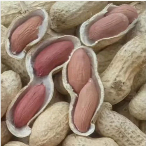 Protein Rich Raw Indian Peanut Kernel