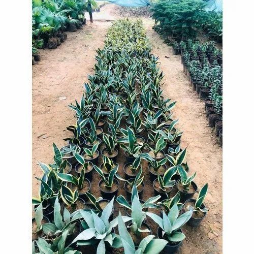 Well Drained Sansevieria Dwarf Plant