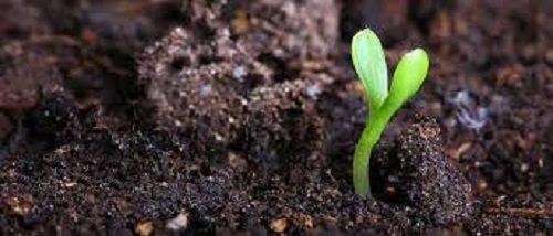 100 Percent Pure And Organic Fertilizer For Agriculture